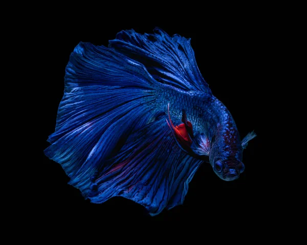 Güzel Sanatlar kavramı 