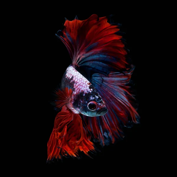 Power Color Betta Fish Rosetail Betta Fancy Isoliert Auf Schwarzem — Stockfoto
