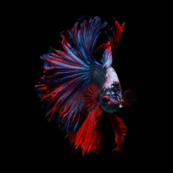 Güç renk daha iyi balık 