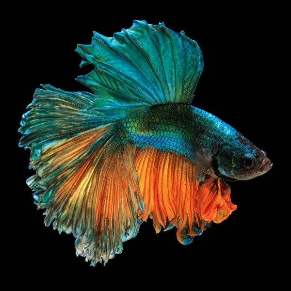 Güzel Sanatlar kavramı kapatın 