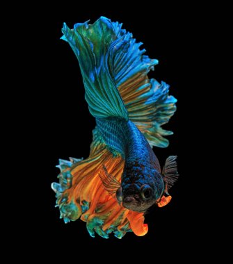 Güzel Sanatlar kavramı kapatın 