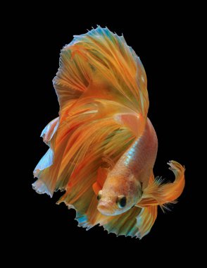 Güzel Sanatlar kavramı 