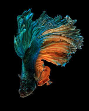 Güzel Sanatlar kavramı kapatın 