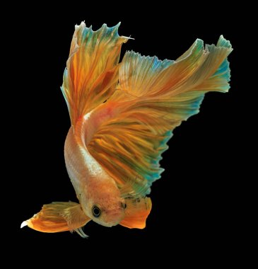 Güzel Sanatlar kavramı 