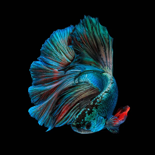 Güzel Sanatlar kavramı kapatın 