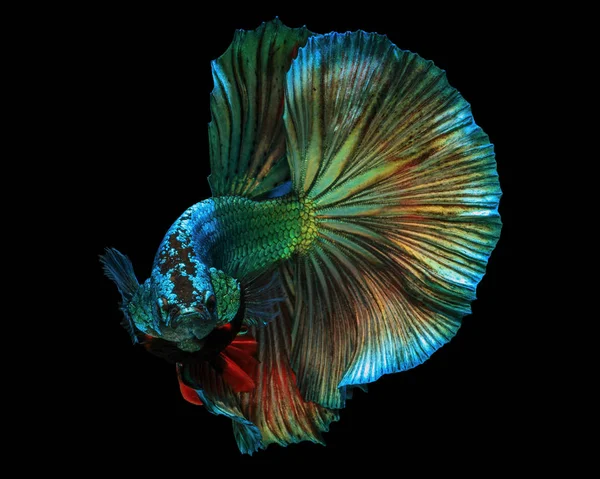 Güzel Sanatlar kavramı kapatın 