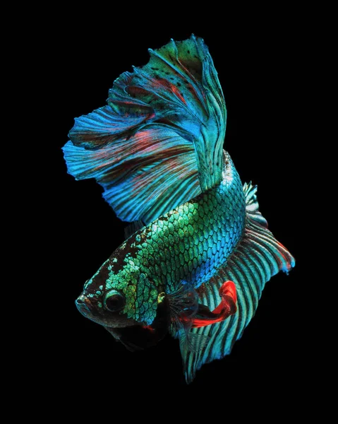 Güzel Sanatlar kavramı kapatın 