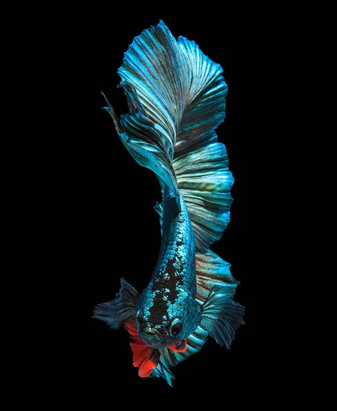 Fine Art Concept Close Beautiful Movement Half Moon Betta Fish — Stock Photo, Image