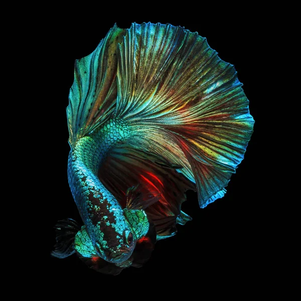 Fine Art Concept Close Bel Movimento Half Moon Betta Pesce — Foto Stock