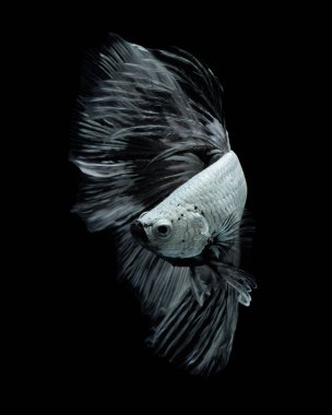 Güzel Sanatlar kavramı kapatın 