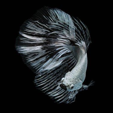 Güzel Sanatlar kavramı kapatın 