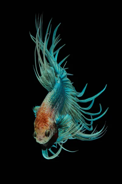 Fine Art Concept Close Schöne Bewegung Des Grünen Kronenschwanzes Betta — Stockfoto