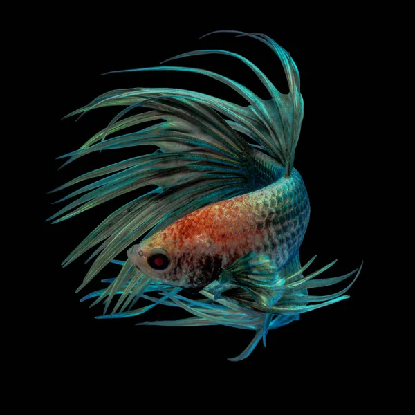 Hieno Taidekonsepti Lähikuva Kaunis Liike Green Crown Tail Betta Kala — kuvapankkivalokuva