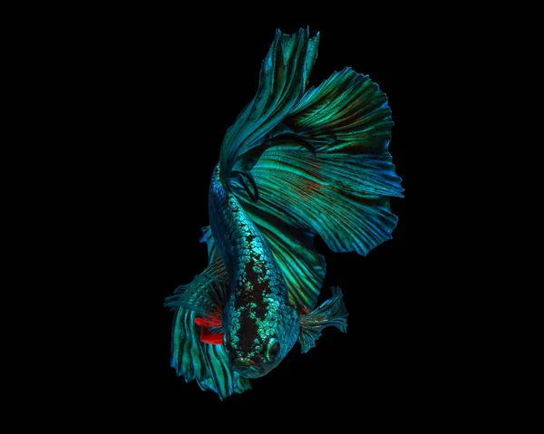 Fine Art Konceptet Närbild Med Vackra Rörelse Half Moon Betta — Stockfoto