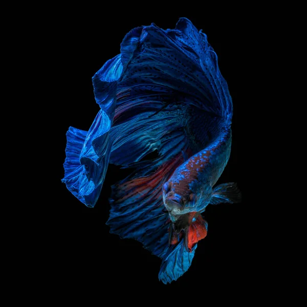 Güzel Sanatlar kavramı kapatın 