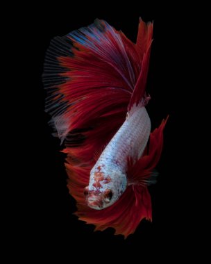 Güzel Sanatlar kavramı kapatın 