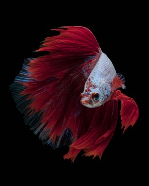 Güzel Sanatlar kavramı kapatın 