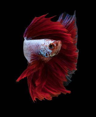 Güzel Sanatlar kavramı kapatın 