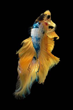 Güzel Sanatlar kavramı kapatın 