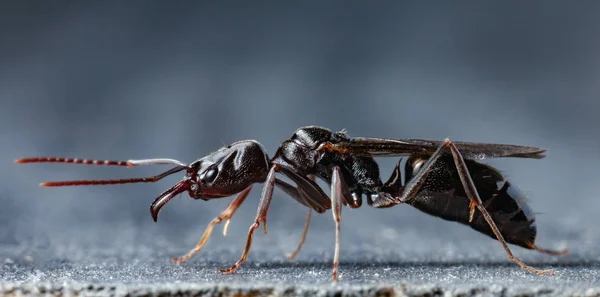 Trap Jaw Ant Odontomachus Bauri Super Macro Photo — Stock Photo, Image