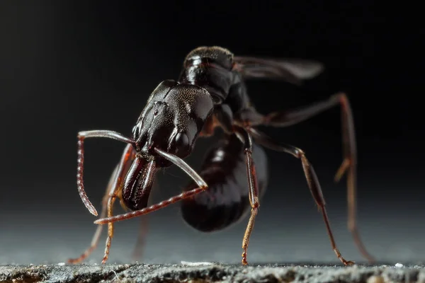 Ловушка Челюсть Муравья Odontomachus Bauri Супер Макрофото — стоковое фото