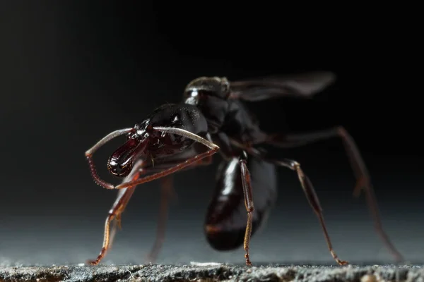 Παγίδα Σαγόνι Μυρμήγκι Odontomachus Bauri Καταπληκτικός Macro Φωτογραφία — Φωτογραφία Αρχείου