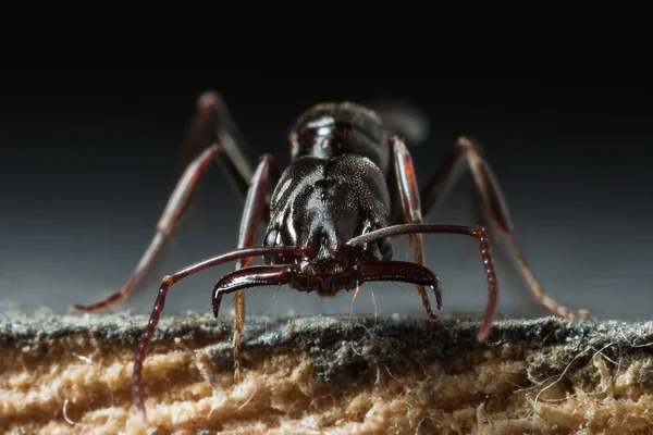 Ловушка Челюсть Муравья Odontomachus Bauri Супер Макрофото — стоковое фото