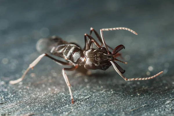 Trap Jaw Ant Odontomachus Bauri Super Macro Photo — Stock Photo, Image