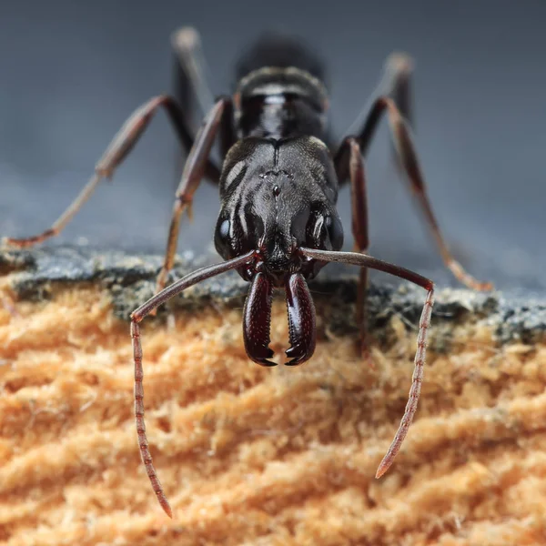 Trap Jaw Ant Odontomachus Bauri Super Macro Photo — Stock Photo, Image