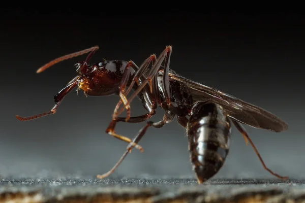 Trap Jaw Ant Odontomachus Bauri Super Macro Photo — Stock Photo, Image