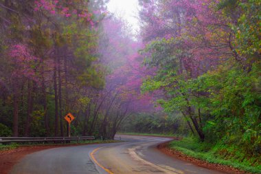 Güzel yol Doi Ang Khang popüler kışın pembe sakura ile seyahat turizm Doi Ang Khang, Chiang Mai, Tayland