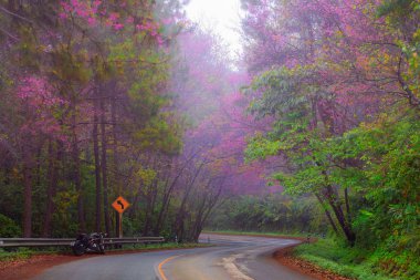 Güzel yol Doi Ang Khang popüler kışın pembe sakura ile seyahat turizm Doi Ang Khang, Chiang Mai, Tayland