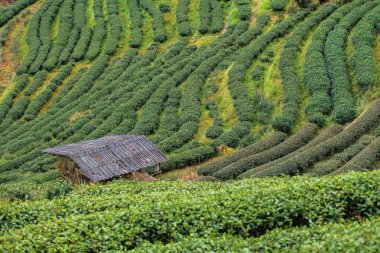 çay plantasyon DOI ang khang, chiang mai, Tayland.