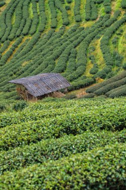 çay plantasyon DOI ang khang, chiang mai, Tayland.