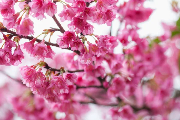 Pink Sakura Doi Ang Khang Popular Winter Travel Tourist Doi — Stock Photo, Image