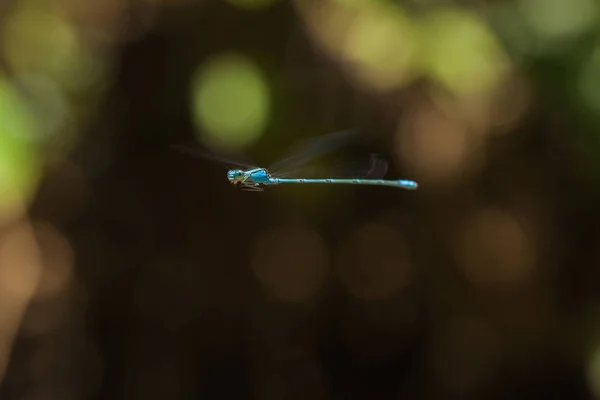 Sudenkorento — kuvapankkivalokuva