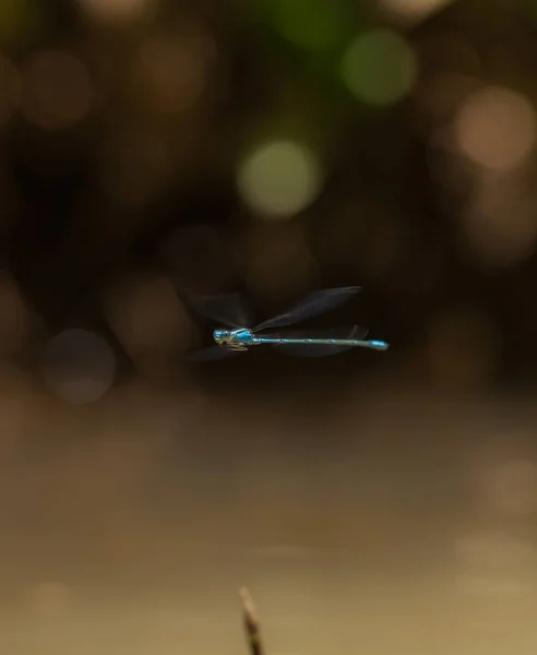 Dragonfly — Stock Photo, Image