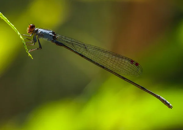 Dragonfly — Stock Photo, Image