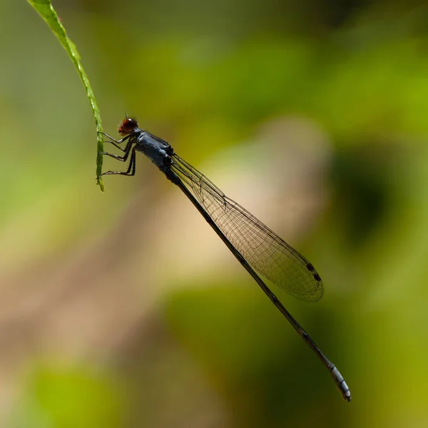 Dragonfly — Stock Photo, Image