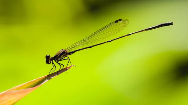 Dragonfly — Stock Photo, Image