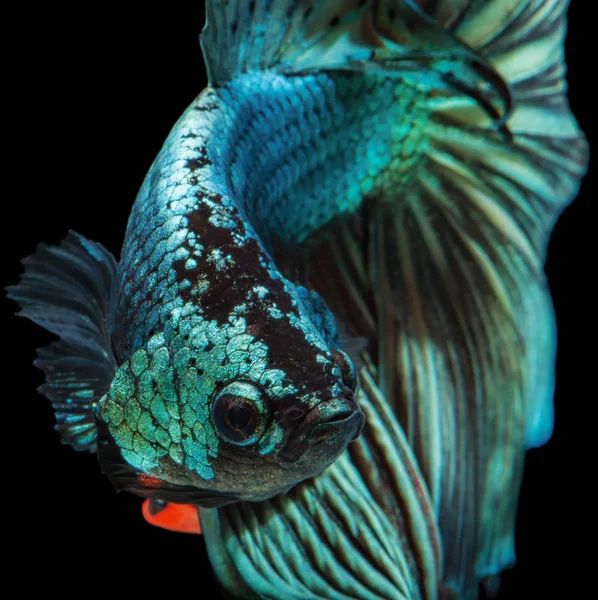 Siamesischer Kampffisch Beta Fisch Halbmond Isoliert Auf Schwarzem Hintergrund — Stockfoto