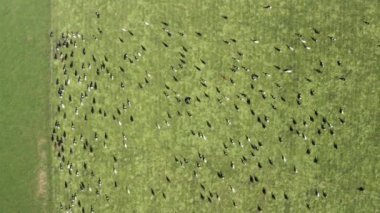 Güney Afrika 'da dört nala koşan inekler