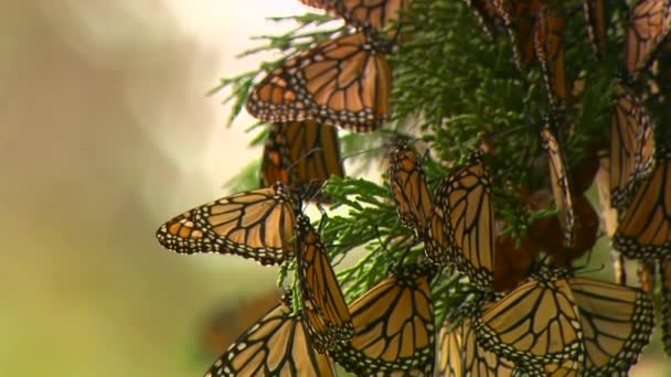 Un primo piano di farfalle monarca su un albero di cipresso — Video Stock