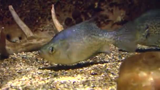 Un pez de agallas azules en Gavins Point Nation Fish Hatchery, en Dakota del Sur — Vídeos de Stock