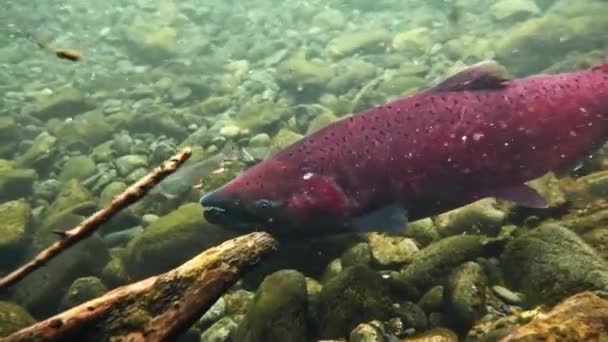 A big red chinook salmon swimming past the camera — Stock Video