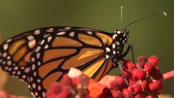 Ένα κοντινό πλάνο μιας πεταλούδας μονάρχη σε μερικά κόκκινα μούρα. — Αρχείο Βίντεο