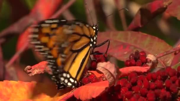 Un par de mariposas monarca encaramadas en hojas de zumaque rojo otoño — Vídeos de Stock