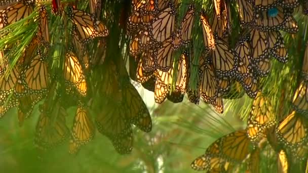 A cluster of monarch butterflies hanging off a tree — Stockvideo