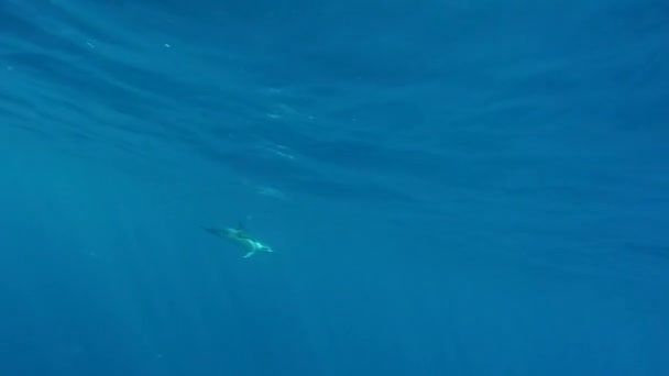 Egy magányos delfin úszik a nyílt vízben. — Stock videók