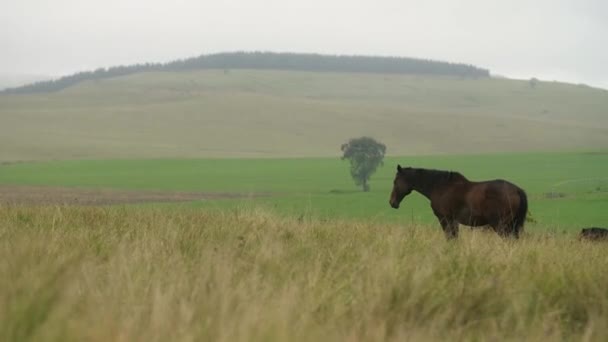 Um cavalo solitário estava em um campo em KwaZulu-Natal Midlands, África do Sul — Vídeo de Stock